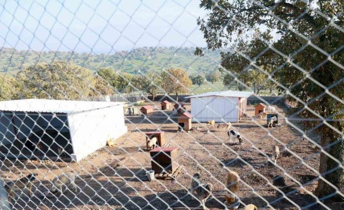 Sahiplendiği iki köpeği sokağa atan şahsa 172 bin TL ceza