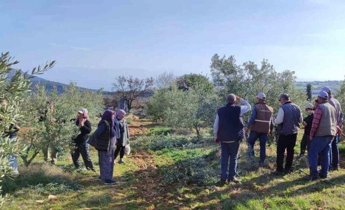 Salihli’de ücretsiz zeytin budama kursu başlıyor