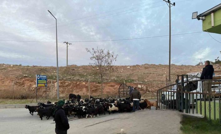 Şap hastalığı nedeniyle kapalı olan Siirt Hayvan Pazarı açıldı