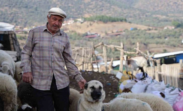 Şap karantinası meraları boşalttı