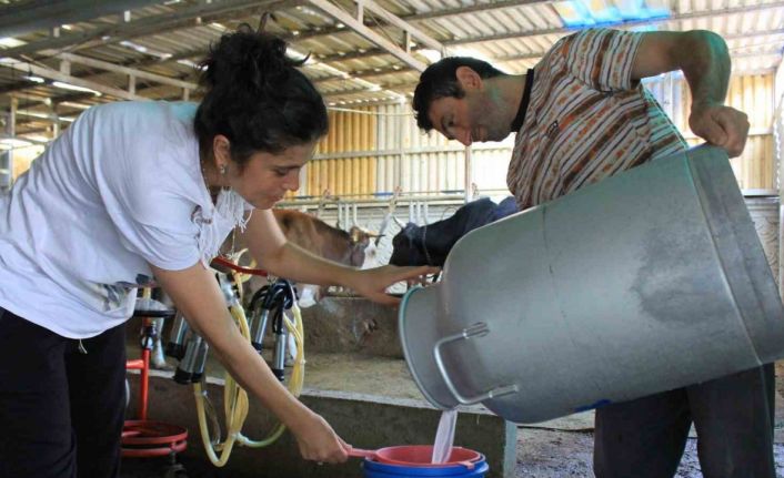 Şapın vurduğu üreticiler süt fiyatında güncelleme istiyor