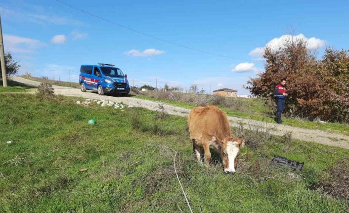 Saray’da kaçak yollarla getirilen 9 büyükbaş hayvan kesime gönderildi