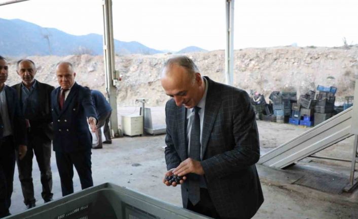 Sarıcakaya zeytinle ön plana çıkıyor