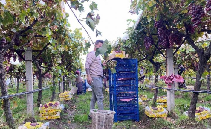 Sarıgöl’de üzüm hasadı devam ediyor