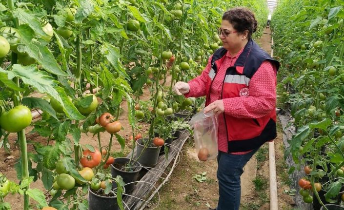 Simav’daki sera alanlarından pestisit denetimi için domates numunesi alımı