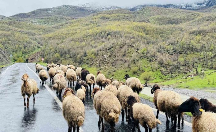 Şırnak’ta 1 milyonun üzerinde küçükbaş, yaylalardan ovalara iniyor
