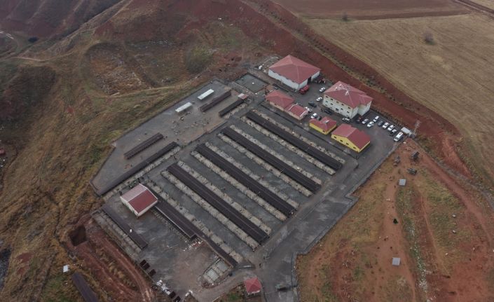 Sivas’ta sokak hayvanları için kapsamlı dönüşüm başladı