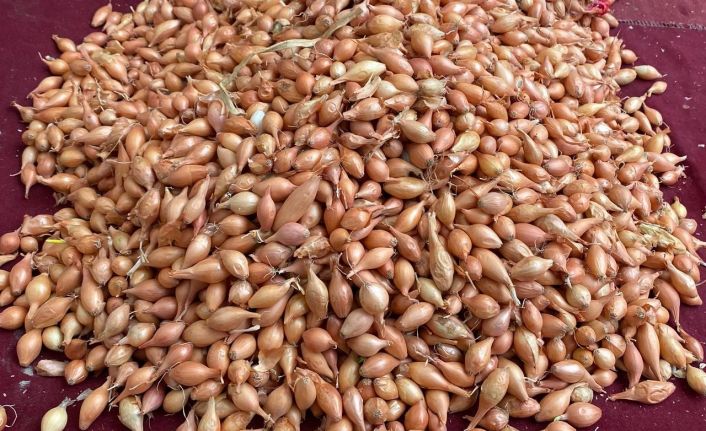 Soğan üreticilerine ‘Dikim zamanı’ uyarısı