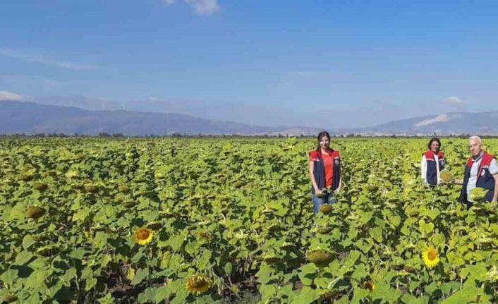 Söke’de 10 bin dekarlık alana ayçiçeği tohumu dağıtılacak