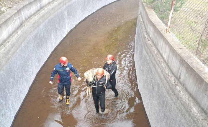 Su kanalına düşen karaca kurtarıldı, itfaiye eri metrelerce omzunda taşıdı