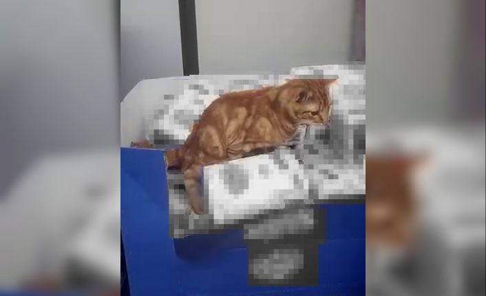 Sultangazi’de bir zincir markette mide bulandıran anlar: Kedi un paketlerinin üzerine tuvaletini yaptı