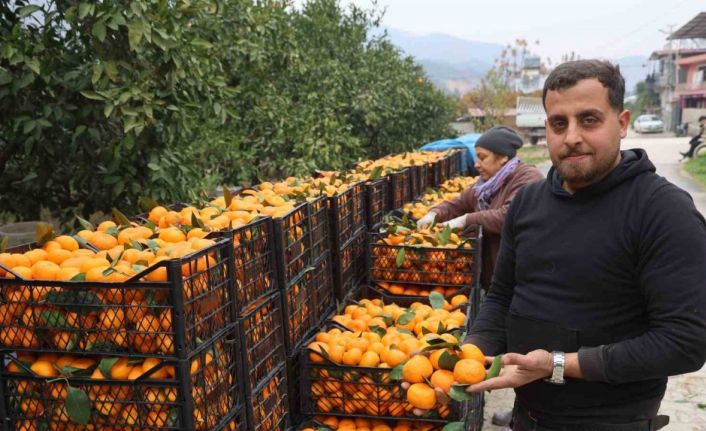 Tarla fiyatı 2 TL’ye kadar gerileyen mandalina üreticilerinden market fiyatlarına tepki
