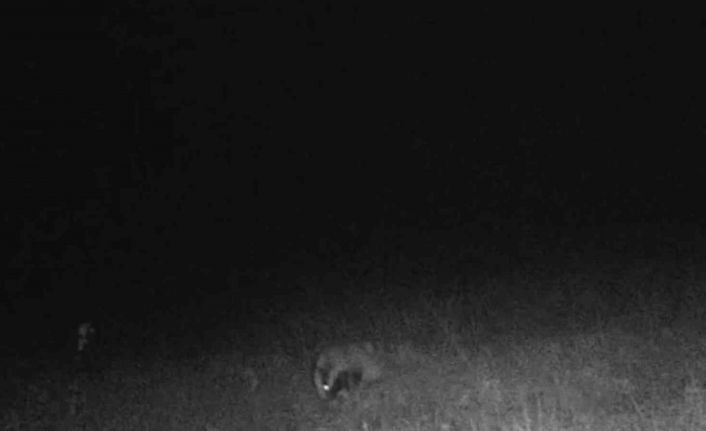 Tekirdağ’da porsuk ve kaya sansarı görüntülendi