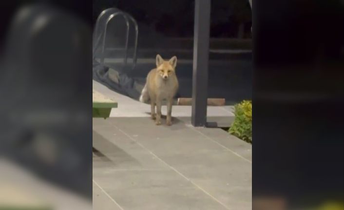 Tilki evin bahçesine girip kedi mamalarını yedi