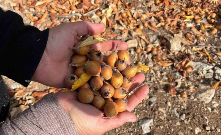 Toros Dağları’nda  gizemli hayırseverin 30 yıl önce aşıladığı meyveler bölge halkına gelir oldu