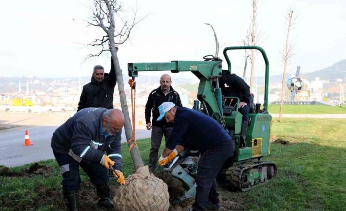 Tramvay çalışmasında sökülen ağaçlar yeni yerlerinde hayat bulacak