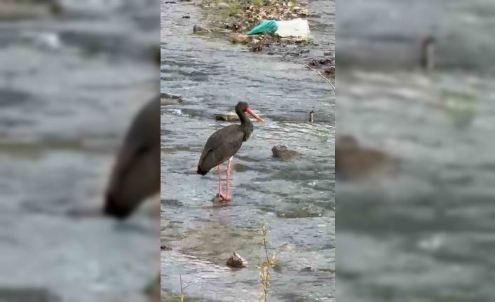 Türkiye’de nadir görülen kara leylek Karabük’te görüldü
