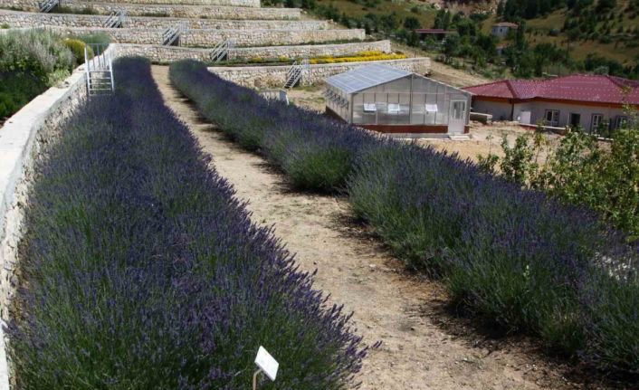 Türkiye’nin en zengin tıbbi aromatik merkezi Eskişehir’de