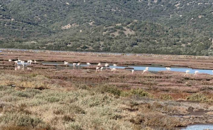 Tuzla Sulak Alanı flamingolarla renkleniyor