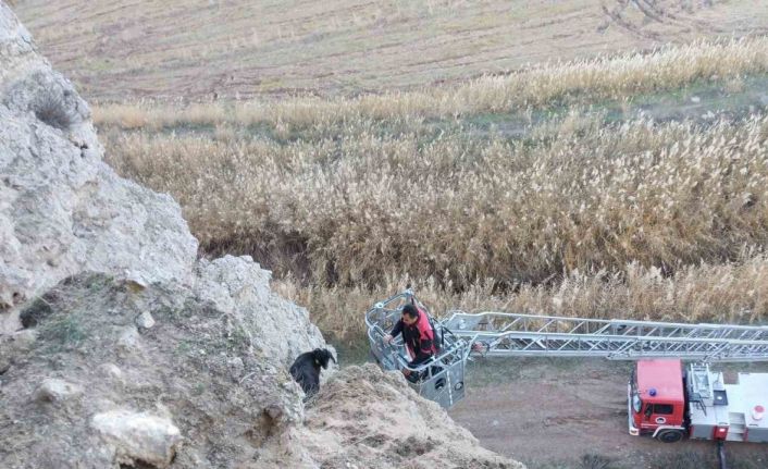 Uçurumda mahsur kalan keçileri itfaiye kurtardı