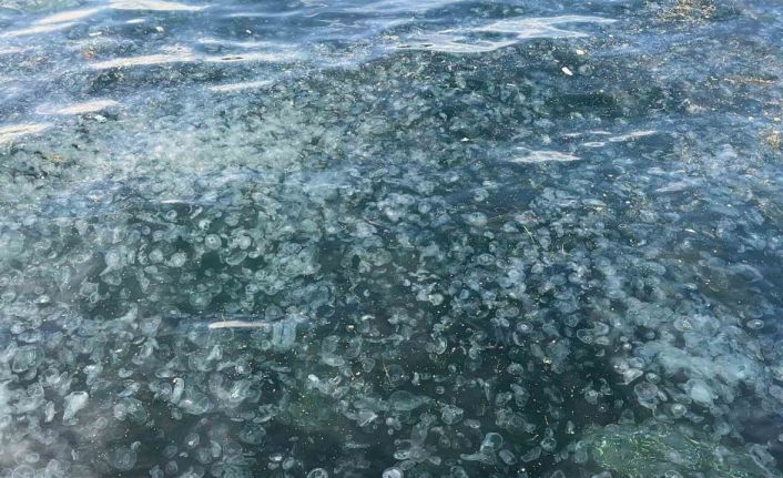 Üsküdar’da hayrete düşüren görüntü: Binlercesi kıyıya vurdu