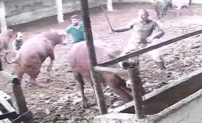 Üzerine zıplayan boğanın darbesiyle yere serildi: O anlar kamerada