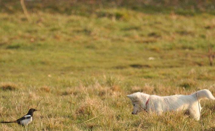 Van kedisine benzetti, fare avlayan köpek olduğu ortaya çıktı