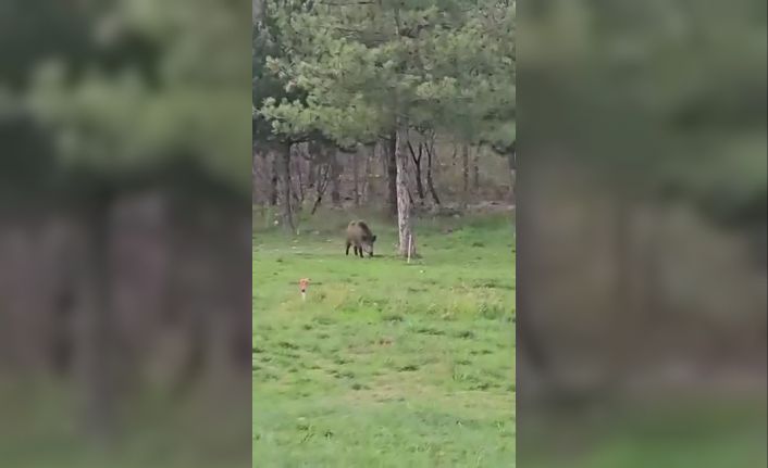 Yaban domuzu da üniversiteli oldu
