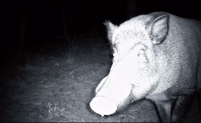 Yaban domuzunun fotokapanla savaşı: Söküp parçalamaya çalıştı