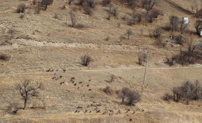 Yaban keçileri tek tek sayılıyor