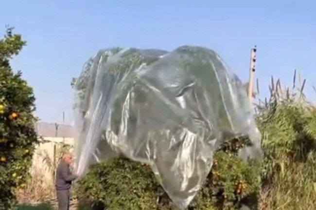 Yağmurda mandalinaya naylonlu koruma