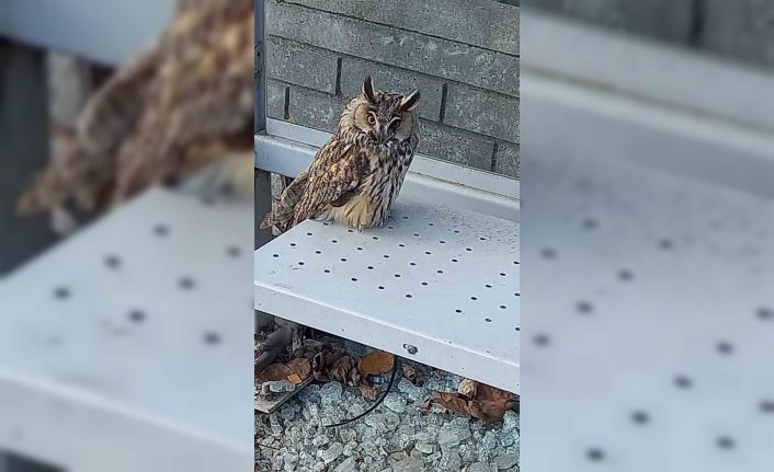 Yaralı halde bulunan kulaklı orman baykuşu koruma altına alındı