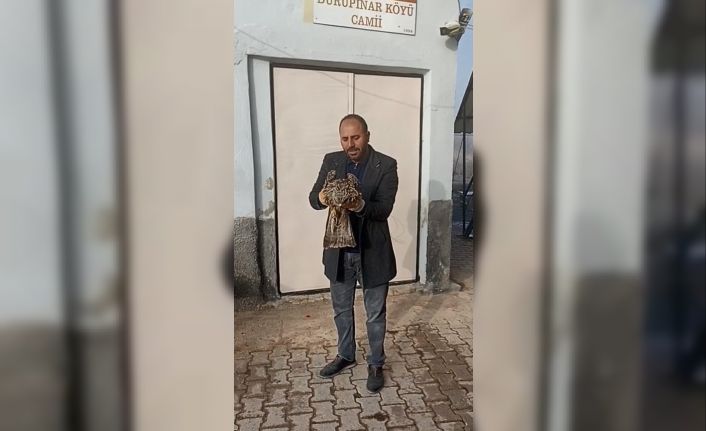 Yaralı kartal koruma altına alındı