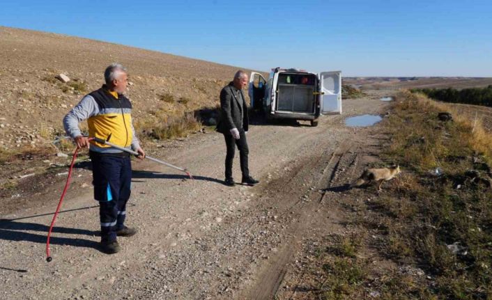 Yaralı tilki tedavisinin ardından doğaya geri bırakıldı