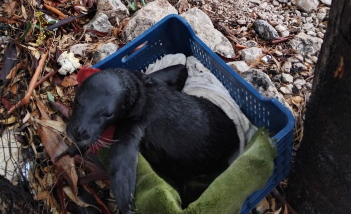 Yavru foka balıkçı şefkati: "Seni iyileştireceğiz evlat"