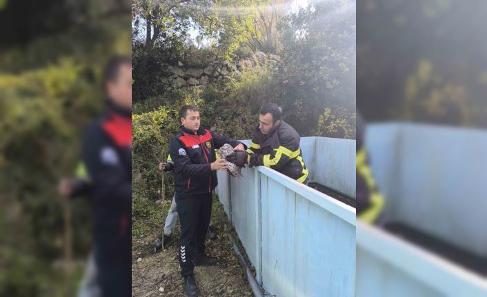 Yayladağı’nda baykuş kurtarma operasyonu