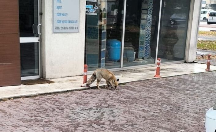 Yiyecek arayan tilki sokağa indi