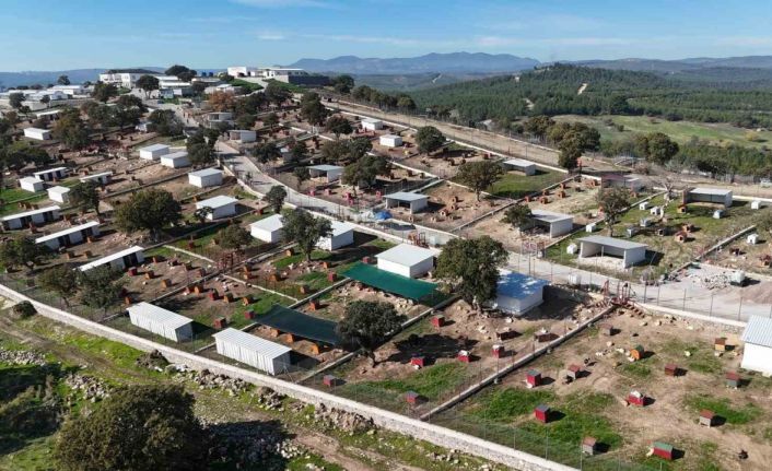 Yunusemre’de sokak hayvanları için örnek yaşam merkezi