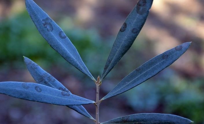Zeytinde halkalı leke hastalığı ile mücadele çağrısı yapıldı