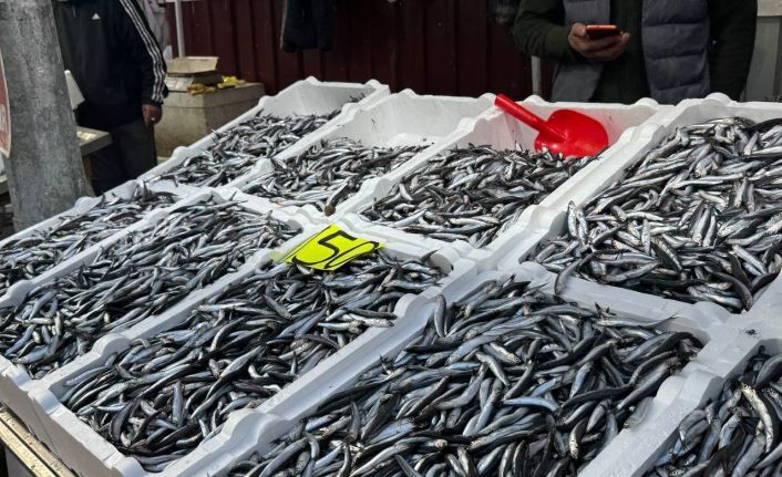 Zonguldak’ta hamsi 150 liradan alıcı buldu