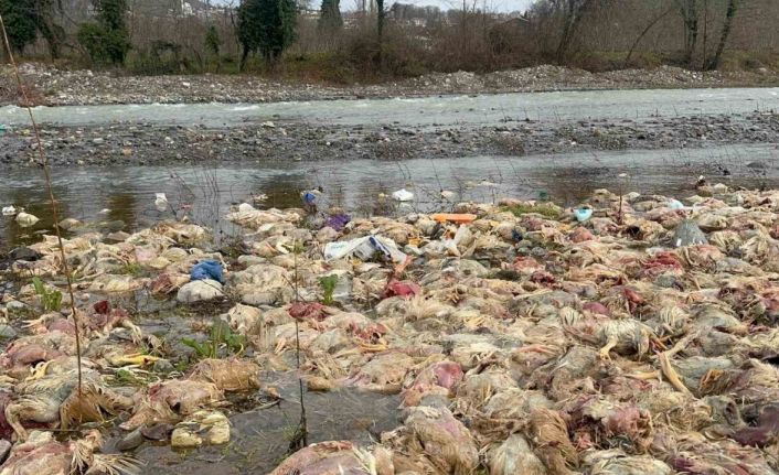 Alaplı’da çay yatağında onlarca tavuk ölüsü bulundu