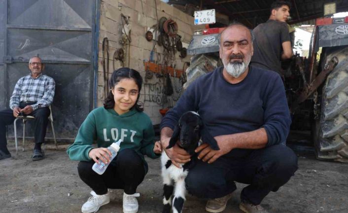 Annesi telef olan kuzuya şefkatle yaklaşan aile, Karabaş’ı biberonla besliyor