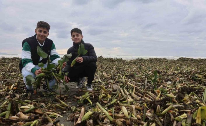 Asi nehrini istila eden su sümbülleri kuvvetli yağışla birlikte Akdeniz kıyısını yeşile bürüdü