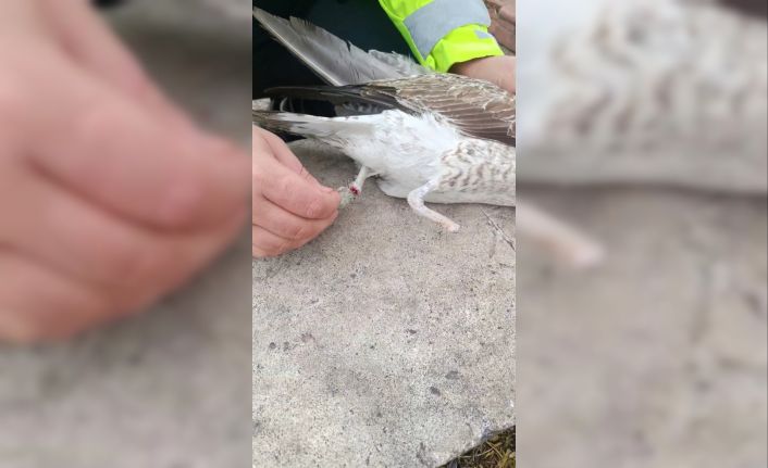 Bir ayağı ampute, bir ayağı misinaya dolandı: Pendik’te martının kurtarılma anı kameralarda