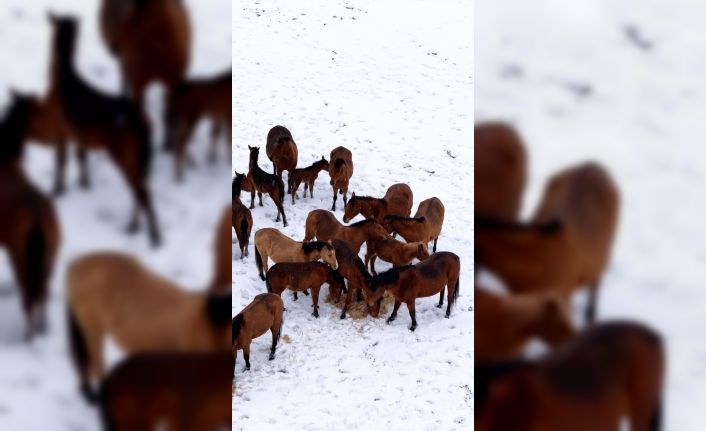 Bolu’da şehir merkezine inen yılkı atlarını belediye ekipleri besledi