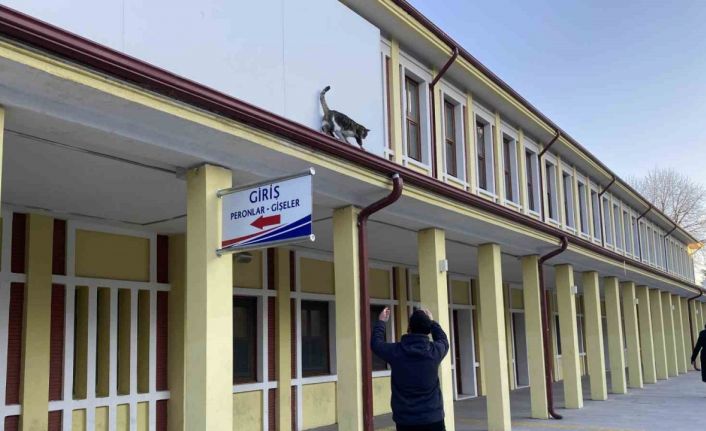 Çatıda mahsur kalmış gibi bağırıp gençlerle oynayan kedi yine aynısını yaptı