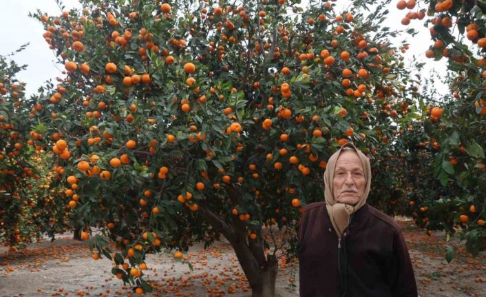 Çiftçinin dalından bedavaya vermeye razı olduğu mandalina bahçelerinde toprak turuncuya döndü