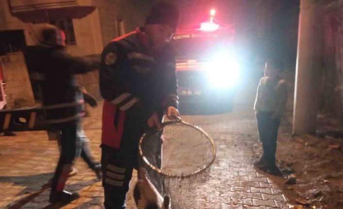 Cizre’de ayağı demir korkuluklara sıkışan kedi için itfaiye seferber oldu