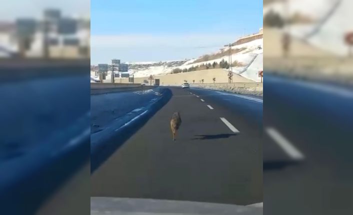 Diyarbakır’da ana yola inen bir kurt, uzun süre bir aracın önünde koştu