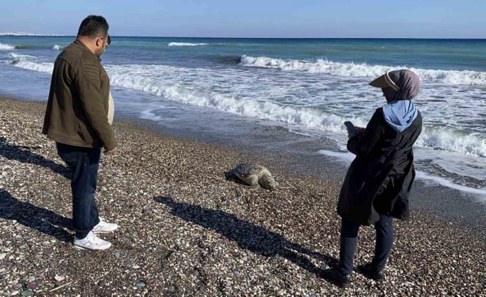 Erdemli sahilinde üzücü manzara: 2 günde 2 caretta caretta telef oldu